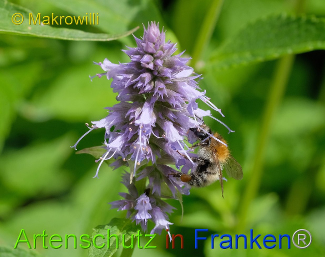 © Artenschutz in Franken® / Makrowilli Bild zum Eintrag (1031157-160)