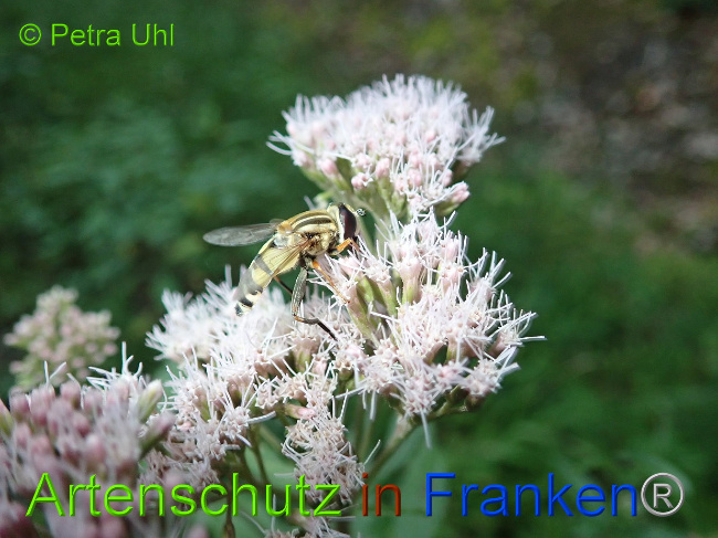© Artenschutz in Franken® / Petra Uhl Bild zum Eintrag (1031163-160)