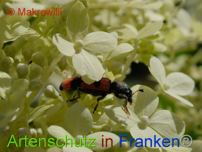 © Artenschutz in Franken® / Makrowilli Bild zum Eintrag (1031165-160)