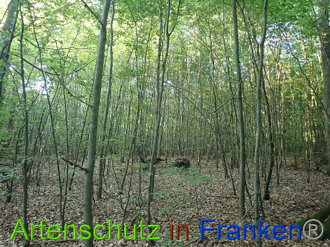 © Artenschutz in Franken® Bild zum Eintrag (1031228-160)