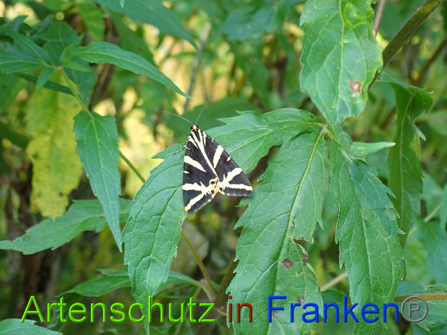 © Artenschutz in Franken® / Petra Uhl Bild zum Eintrag (1031281-160)