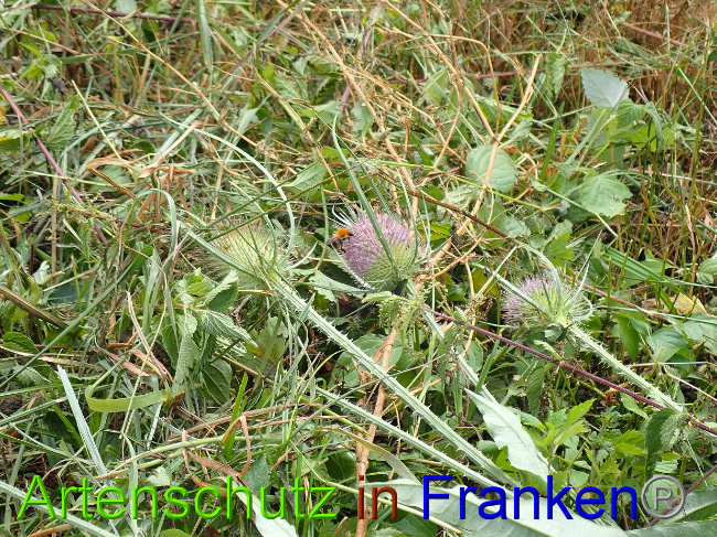 © Artenschutz in Franken® Bild zum Eintrag (1031325-160)