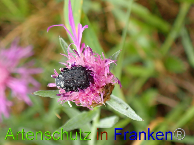 © Artenschutz in Franken® Bild zum Eintrag (1031327-160)