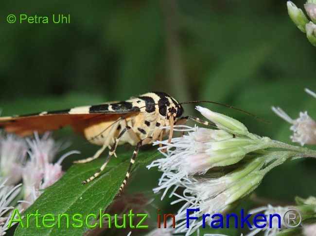 © Artenschutz in Franken® Bild zum Eintrag (1031331-160)