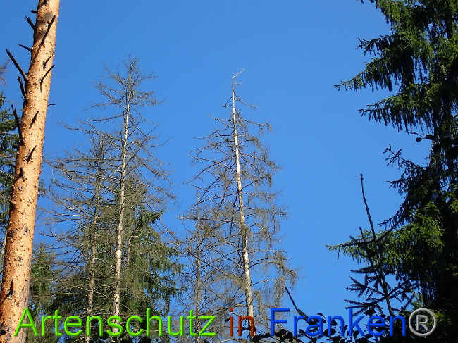 © Artenschutz in Franken® Bild zum Eintrag (1031443-160)