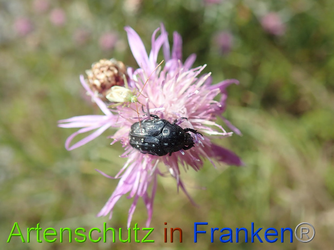 © Artenschutz in Franken® Bild zum Eintrag (1031451-160)