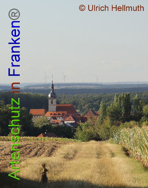 © Artenschutz in Franken® / Ulrich Hellmuth Bild zum Eintrag (1031653-160)
