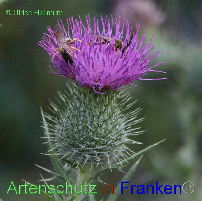 © Artenschutz in Franken® / Ulrich Hellmuth Bild zum Eintrag (1031657-160)