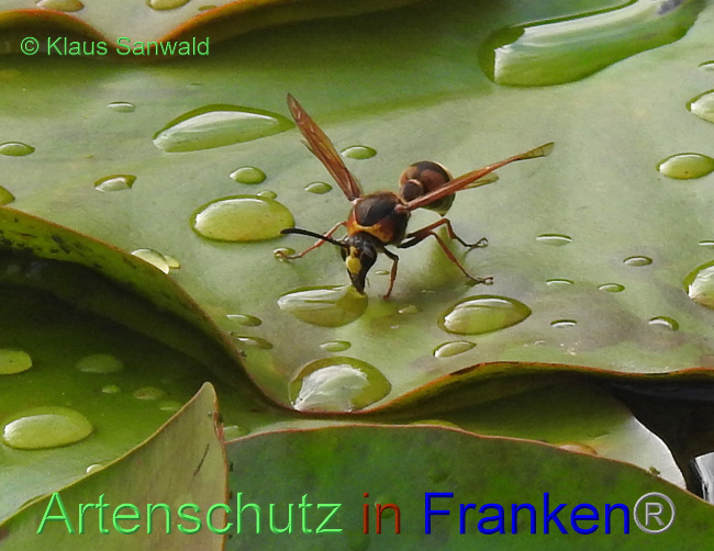 © Artenschutz in Franken® / Klaus Sanwald Bild zum Eintrag (1031659-160)