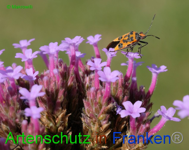 © Artenschutz in Franken® / Makrowilli Bild zum Eintrag (1036884-160)
