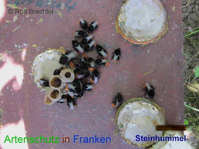 © Artenschutz in Franken® / Rolf Brechtel Bild zum Eintrag (1036955-160)