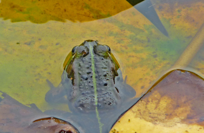 © Uwe Fuellhaas/DBU Naturerbe Bild zum Eintrag (1036975-160)