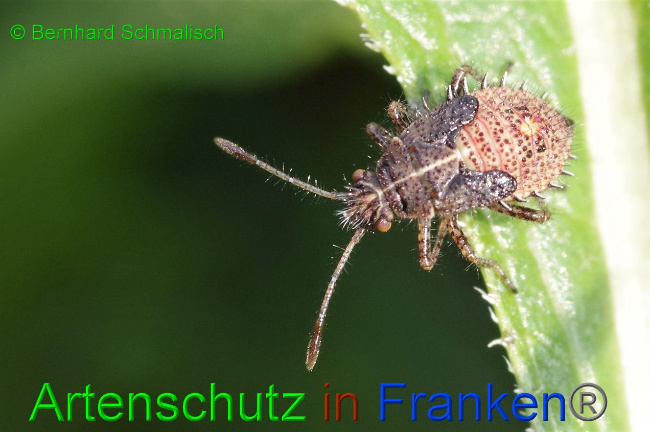 © Artenschutz in Franken® / Bernhard Schmalisch Bild zum Eintrag (1037023-160)
