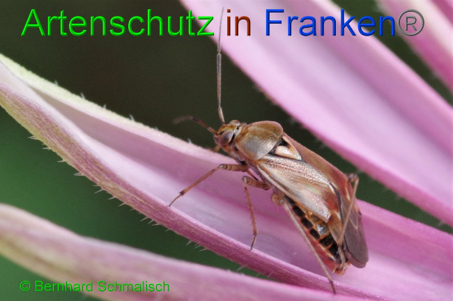 © Artenschutz in Franken® / Bernhard Schmalisch Bild zum Eintrag (1037029-160)