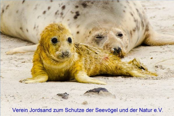 © Verein Jordsand e.V. Bild zum Eintrag (1037041-160)