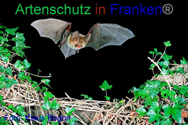 © Artenschutz in Franken® / Klaus Bogon Bild zum Eintrag (1037096-160)
