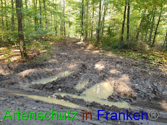 © Artenschutz in Franken® Bild zum Eintrag (1037258-160)