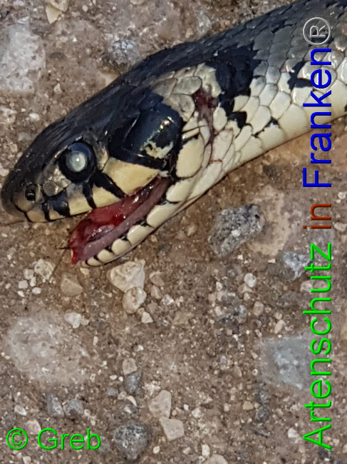 © Artenschutz in Franken® / Greb Bild zum Eintrag (1037268-160)