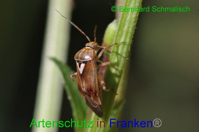 © Artenschutz in Franken® / Bernhard Schmalisch Bild zum Eintrag (1037281-160)
