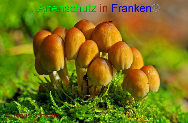 © Artenschutz in Franken® / Klaus Sanwald Bild zum Eintrag (1037355-160)