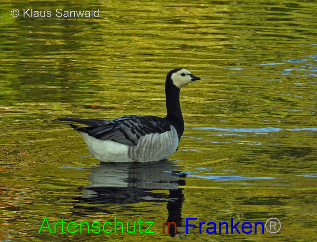 © Artenschutz in Franken® / Klaus Sanwald Bild zum Eintrag (1037359-160)