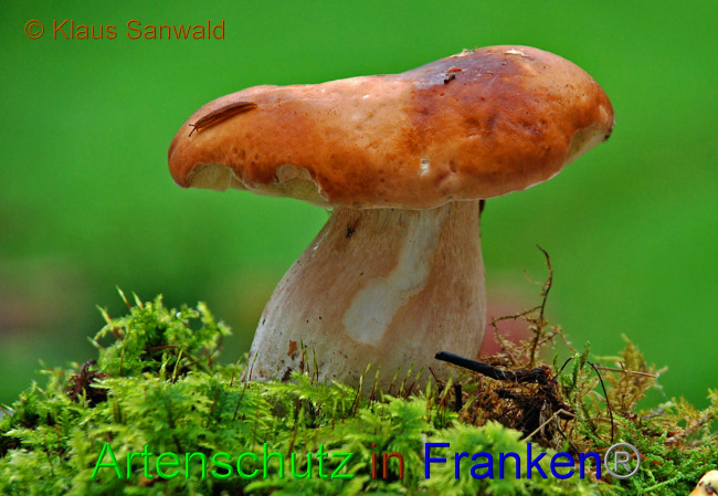 © Artenschutz in Franken® / Klaus Sanwald Bild zum Eintrag (1037365-160)
