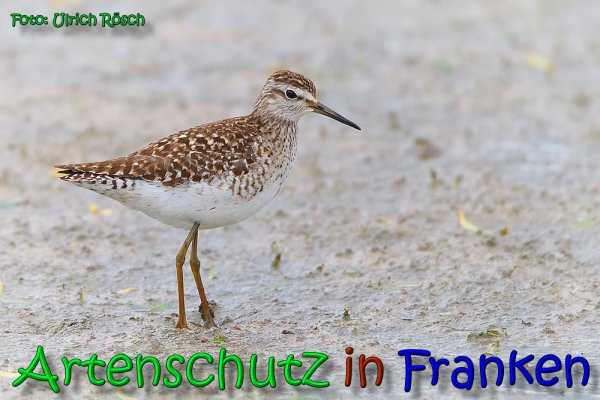© Artenschutz in Franken® / Ulrich Rösch Bild zum Eintrag (1037472-160)