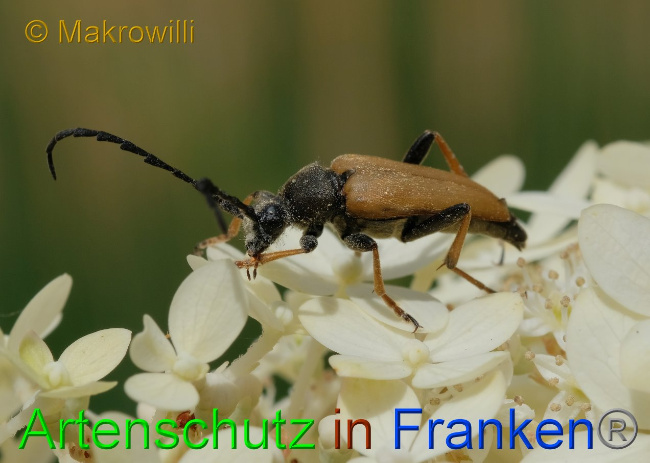 © Artenschutz in Franken® / Makrowilli Bild zum Eintrag (1037621-160)