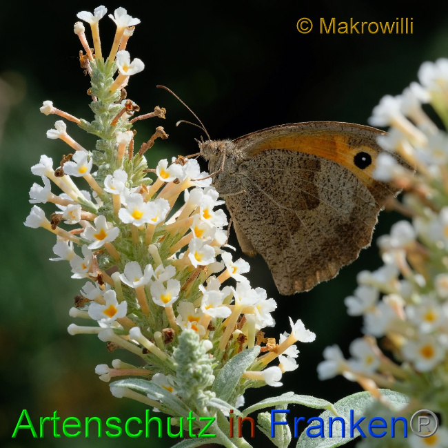 © Artenschutz in Franken® / Makrowilli Bild zum Eintrag (1037720-160)