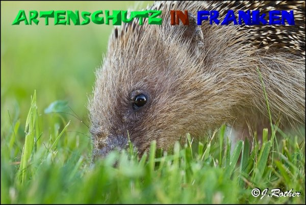 © Artenschutz in Franken® / Johannes Rother Bild zum Eintrag (1037727-160)