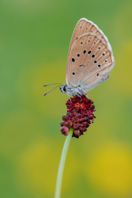 © Karin Rollett-Vlcek Bild zum Eintrag (1037747-160)