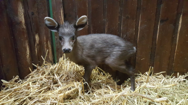© ZOOLOGISCHER GARTEN MAGDEBURG gGmbH Bild zum Eintrag (1037819-160)