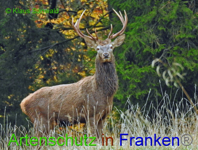 © Artenschutz in Franken® / Klaus Sanwald Bild zum Eintrag (1037869-160)