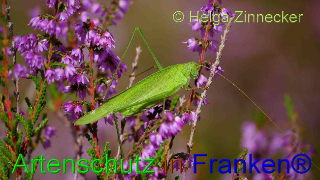 © Artenschutz in Franken® / Helga Zinnnecker Bild zum Eintrag (1037903-160)