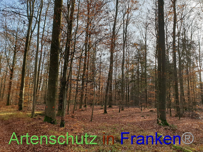 © Artenschutz in Franken® Bild zum Eintrag (1038098-160)