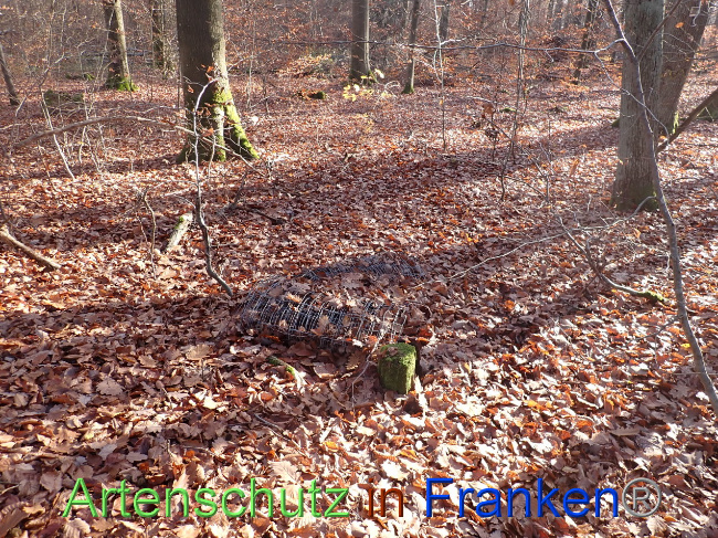© Artenschutz in Franken® Bild zum Eintrag (1038487-160)