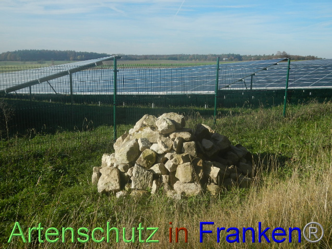 © Artenschutz in Franken® Bild zum Eintrag (1038509-160)