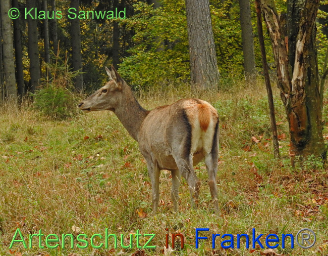 © Artenschutz in Franken® / Klaus Sanwald Bild zum Eintrag (1038591-160)