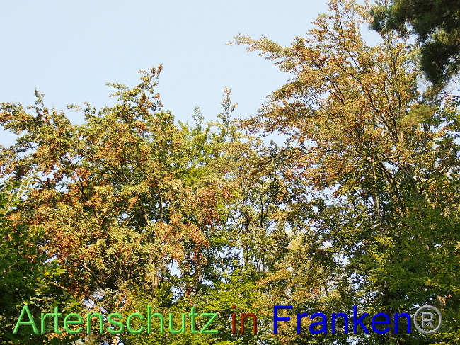 © Artenschutz in Franken® Bild zum Eintrag (1038659-160)
