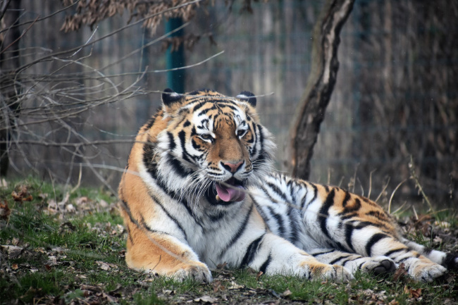 © ZOOLOGISCHER GARTEN MAGDEBURG gGmbH Bild zum Eintrag (1038702-160)
