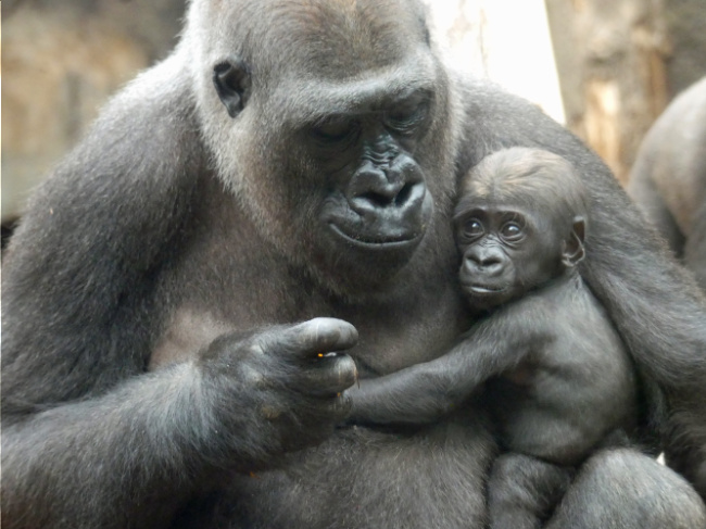 © Zoo Frankfurt Bild zum Eintrag (1038708-160)