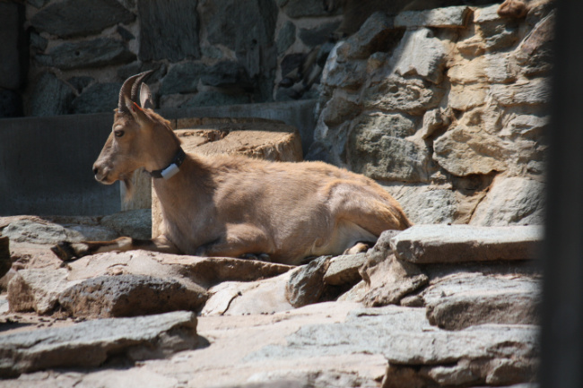 © Zoo Frankfurt Bild zum Eintrag (1038739-160)