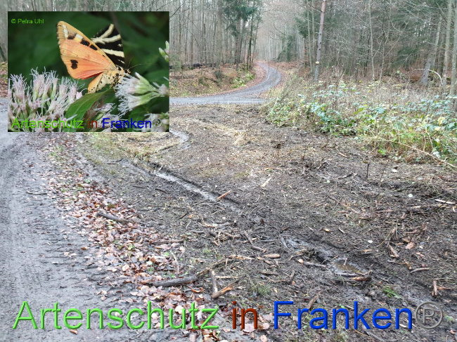 © Artenschutz in Franken® Bild zum Eintrag (1038977-160)