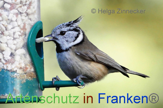 © Artenschutz in Franken® / Helga Zinnnecker Bild zum Eintrag (1039010-160)