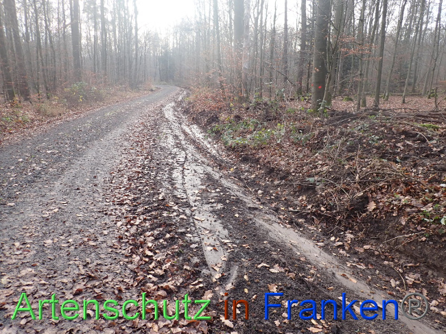 © Artenschutz in Franken® Bild zum Eintrag (1039127-160)
