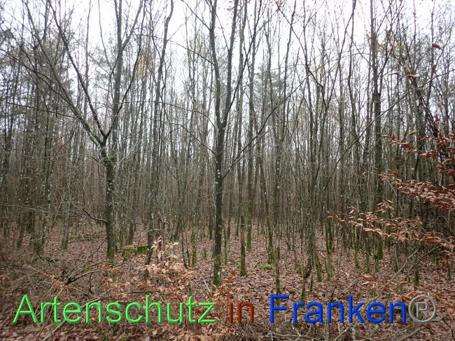 © Artenschutz in Franken® Bild zum Eintrag (1039166-160)