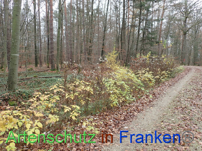 © Artenschutz in Franken® Bild zum Eintrag (1039175-160)