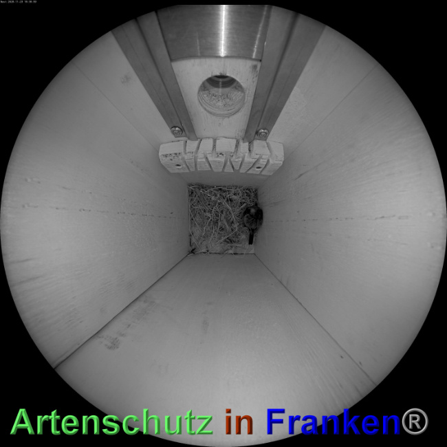 © Artenschutz in Franken® Bild zum Eintrag (1039263-160)