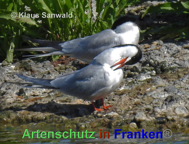 © Artenschutz in Franken® / Klaus Sanwald Bild zum Eintrag (1039423-160)