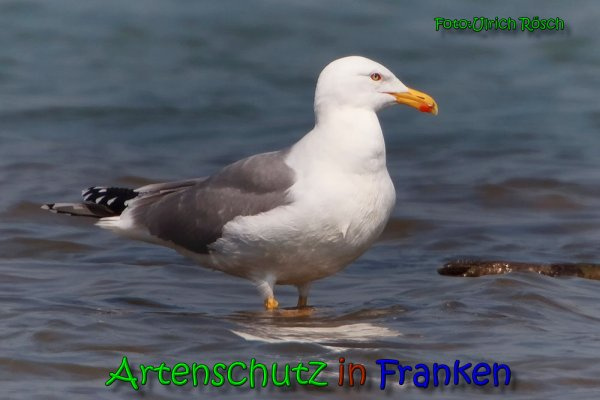 © Artenschutz in Franken® / Ulrich Rösch Bild zum Eintrag (1039456-160)